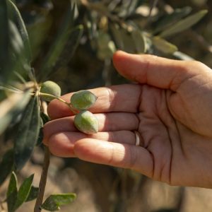 olive liguria cultivar