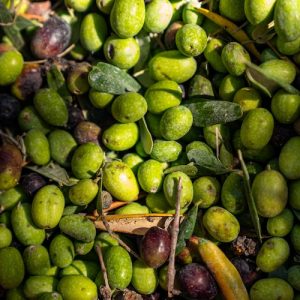 olive verdi raccolta anticipata